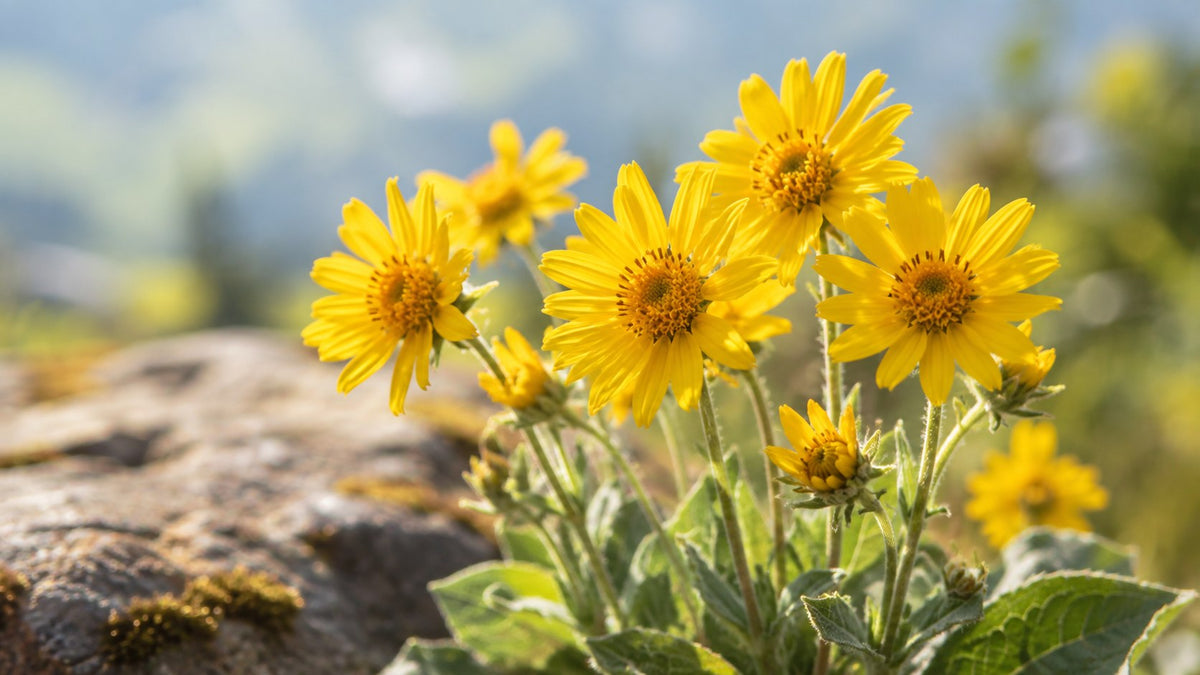 Arnica Gel: Proprietà, Usi e Benefici per Muscoli e Articolazioni