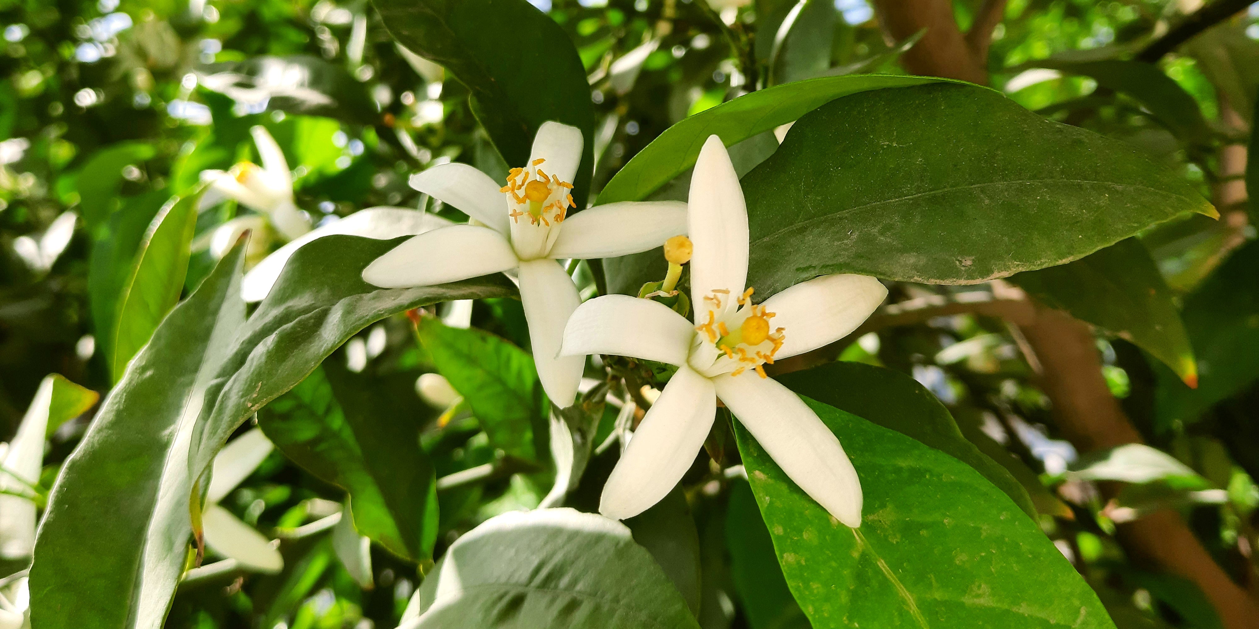 Home Fragrance
